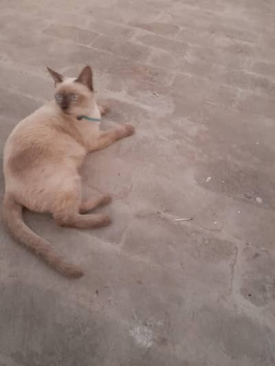 Siamese pair with female kid age 3.5months for sale