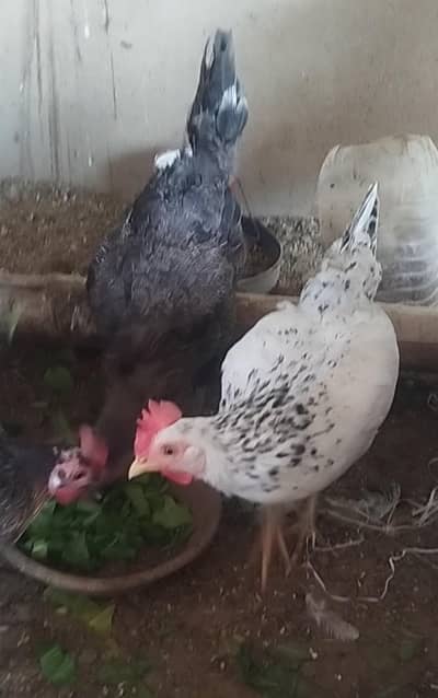 breader male and females