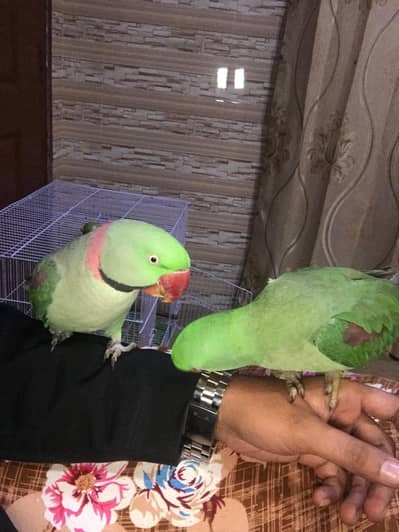 kashmiri Raw breader pair