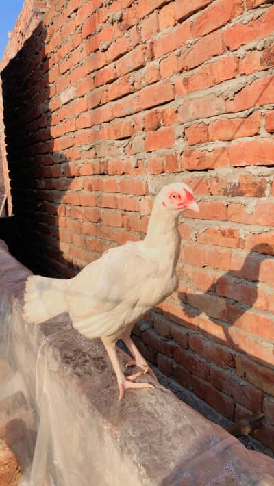 Aseel Heera Paper White