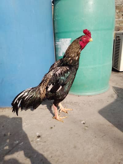 Top Quality Breeder Aseel Mianwali Sava Mushka