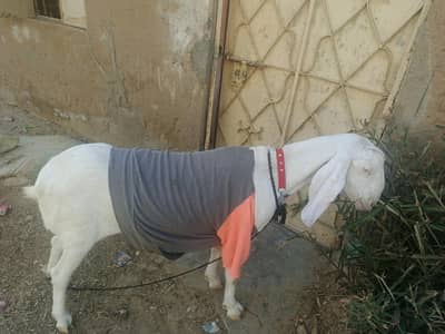 rajanpori  gulabi bakri 4 dant