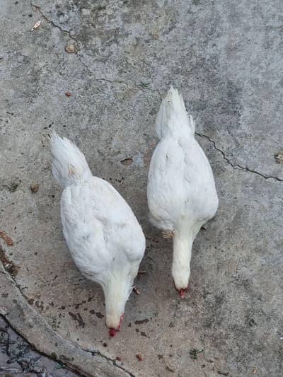 Male and female couple