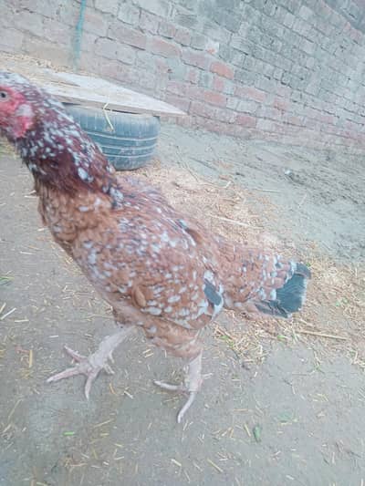 گھر کی پالی ہوئی مرغی فل ایکٹیو پیپر وائڈ فل وائٹ