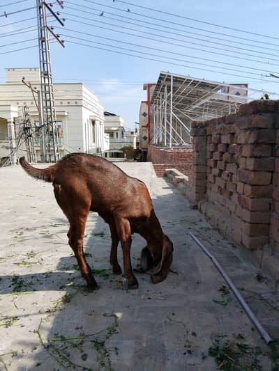 nagra female babu pathan blod line