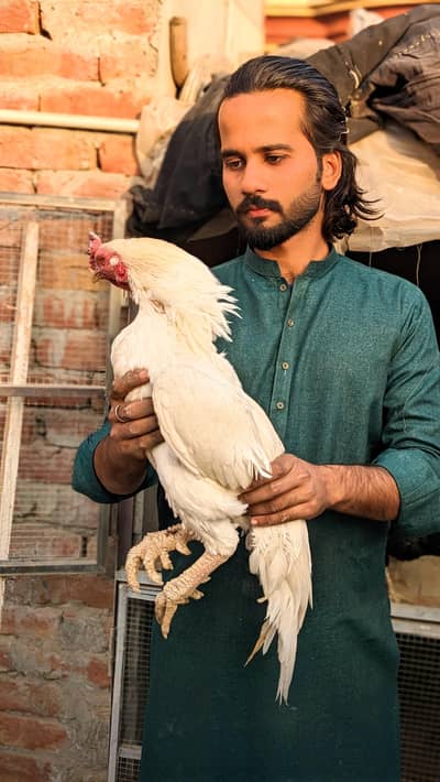 Aseel miawali pair/Sindhi pairs for sale