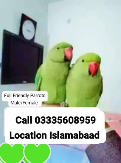 Single 7500 Hand Tamed Friendly Green Ring Neck Male/Female Parrots