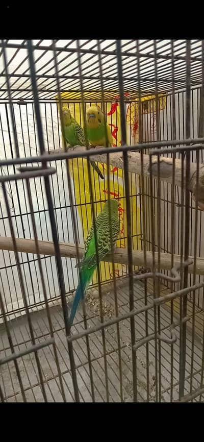 BUDGIE PAIR FOR SALE ||| WITH MATKI |||FULL BREEEDER