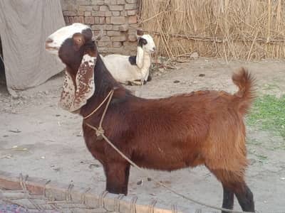 Bakra for sell