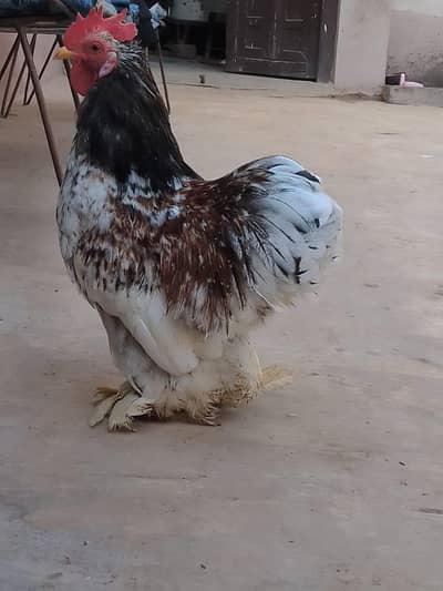 breeder male for sale   healthy and active.   proclain bantam
