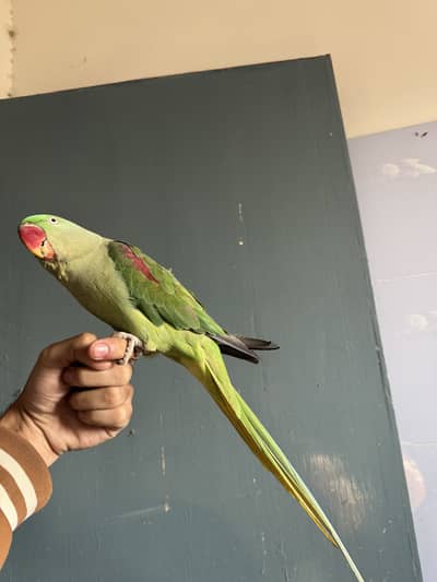 Raw tamed healthy and active female