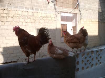 pair of 4 hens