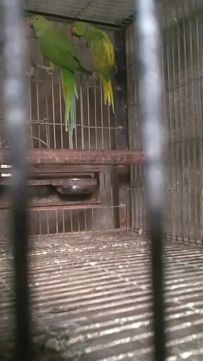 yellow paid male end Green female breeder piar 03/16/240/25/35/