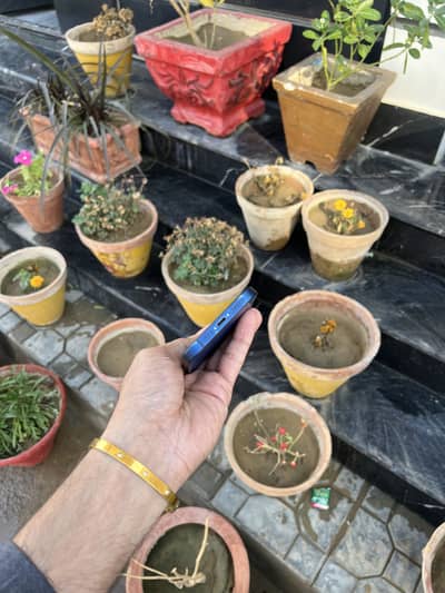 Iphone 12 (128gb ) approved