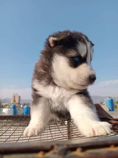 Siberian husky  female WhatsApp 03150511210