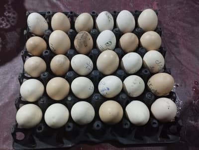 Pure Thai Eggs Available