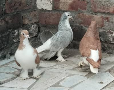 Sherazi Brown pair+ 1 sherazi Gray female