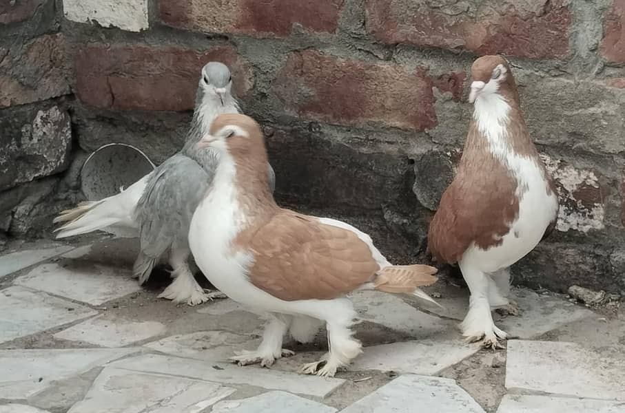 Sherazi Brown pair+ 1 sherazi Gray female - Pigeons - 1110828200