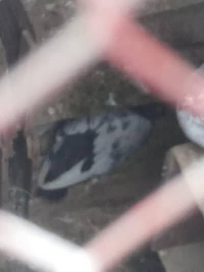 cage and pigeon for sale