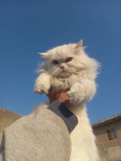 Punched Face triple coat young female