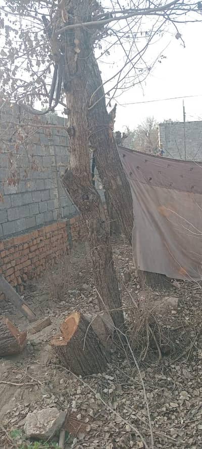 Black Acacia(ٹاھلی) trees for Sales sale.