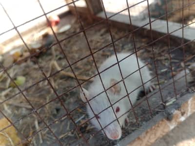 Albino white rats with red eyes