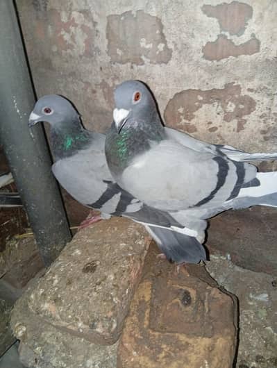 Best quality pigeon for sale