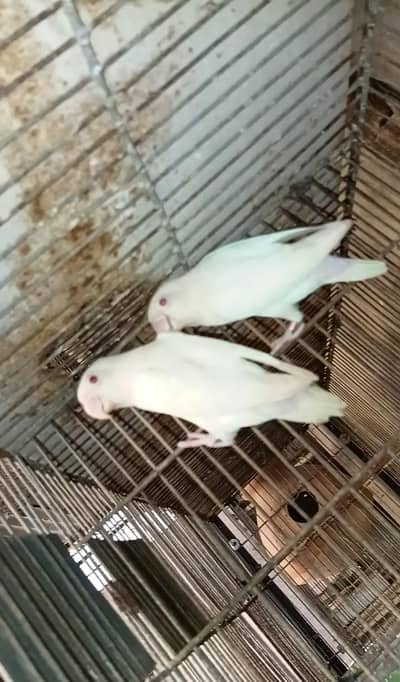 Albino red eye breeder pair