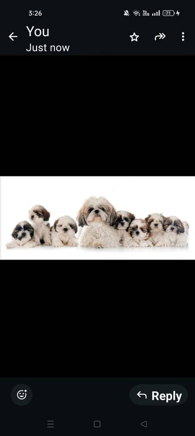 shihtuz puppies