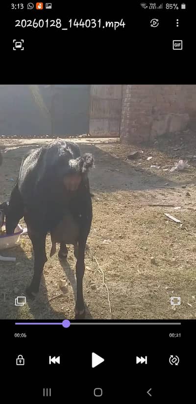female pregnant bakri