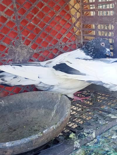 Gola kabutooooooooooar hai yah