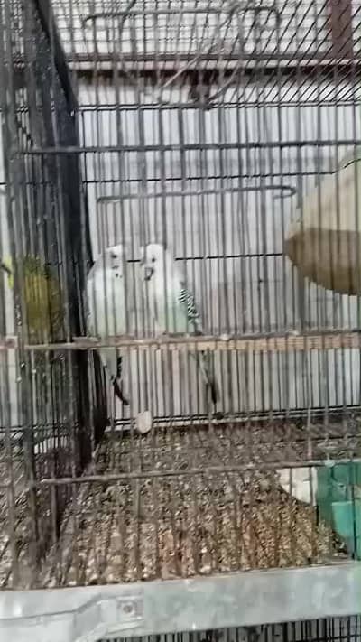 Kingsize TCB Crested Pair