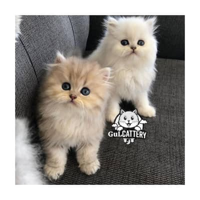Persian British punch face piki face kitten cat available
