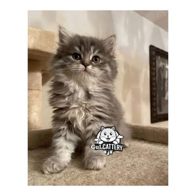 Persian British punch face piki face kitten cat available