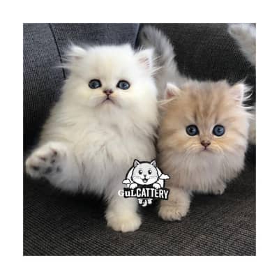 Persian British punch face piki face kitten cat available