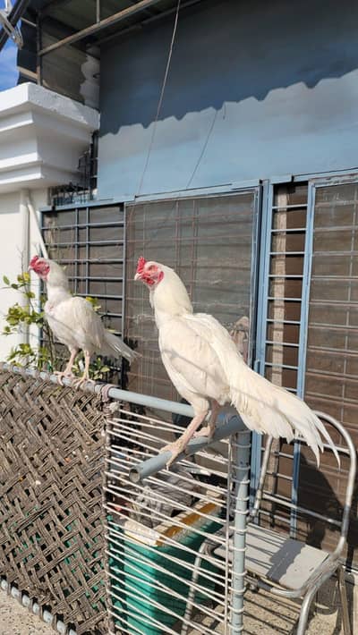 Heera Aseel Available