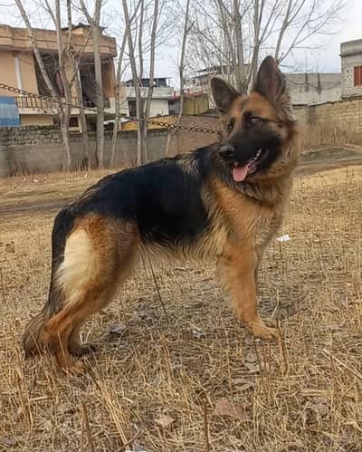 German shepherd female