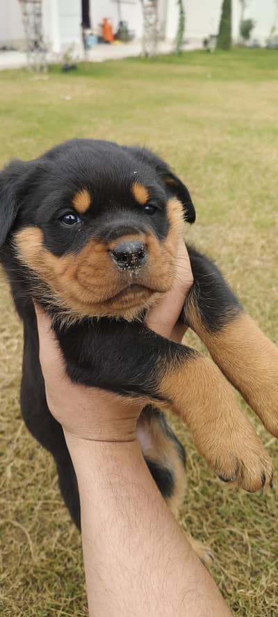 Rottweiler puppy female
