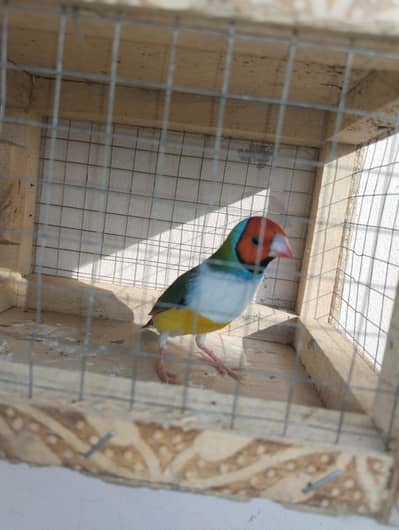 Common golduian male