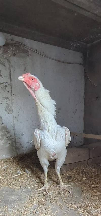 shamo female / white shamo / shamo / white shamo female