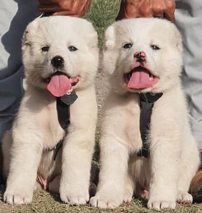 Alabai | King alabai | Central Asian Shepherd | puppies pair