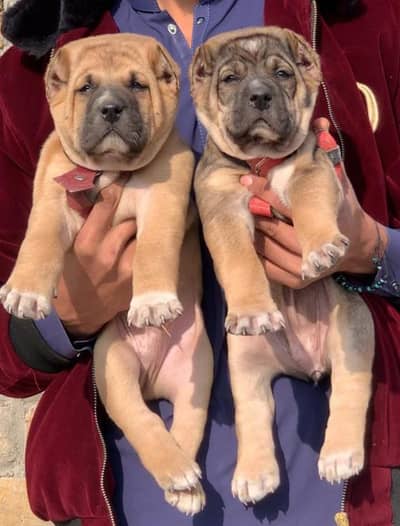 Kangal | kurdish kangal | Turkish kangal | puppies pair