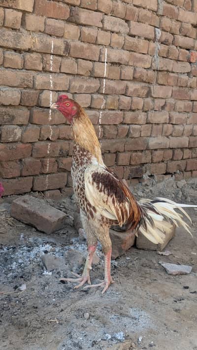 healthy murga hai Lene. wala number per prapt Karen