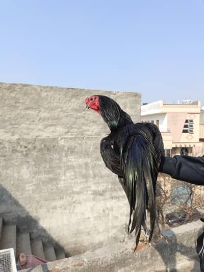 Thai Trad TRF Line & Blue Dragon Male