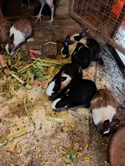 Local breed rabbits for sale