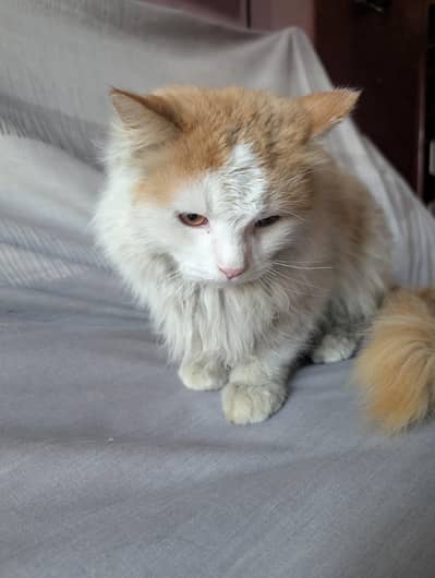 male person cat double color white and brown