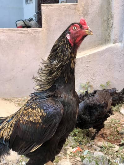 Aseel dragon thai breed