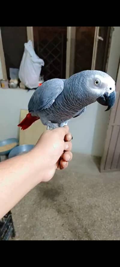 African Grey