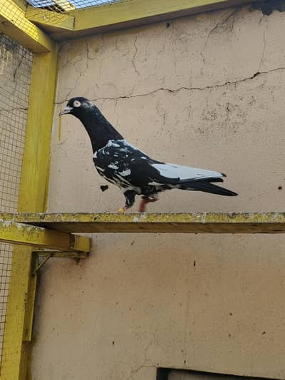 rampuri male 03134183581