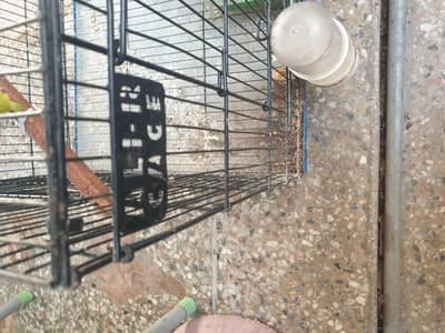CAGES FOR LOVE BIRDS